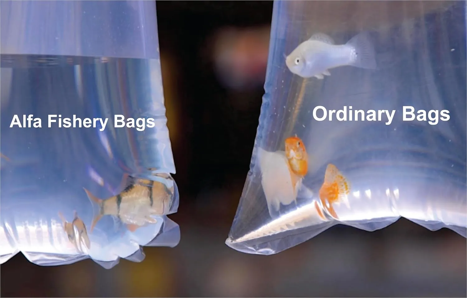 ALFA Fishery Bags Round Corners Bottom Leak Proof Clear Plastic Fish Bags Size 9 Inches for Marine and Tropical Fish Transport 2 mil. (9" x 15" / 100 Pack)