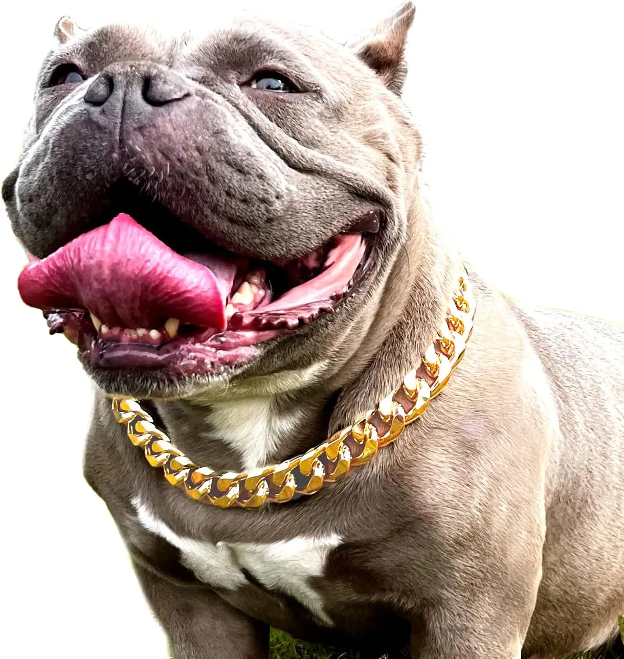 Gold Chain Dog Collar - 7/8 inch Wide Metal Cuban Link Dog Necklace with Leather Belt, Lightweight Protect Puppy's Neck, Cute Fashion Dog Jewelry Accessories 22 inches